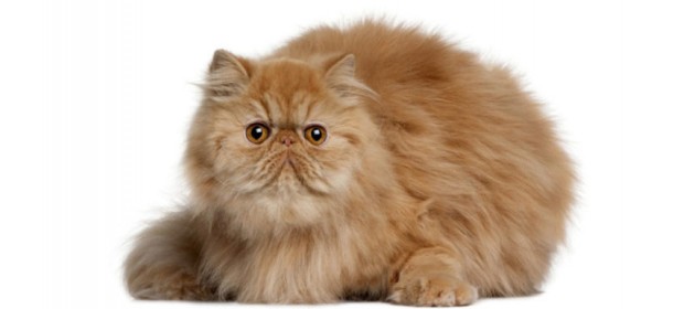 Персидская кошка о породе