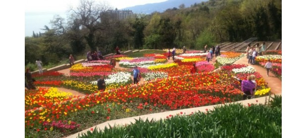 Выставка тюльпанов в Никитском Ботаническом саду — отзывы