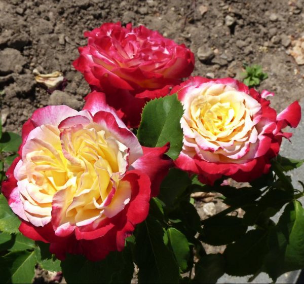 Роза Double Delight (Двойное удовольствие)