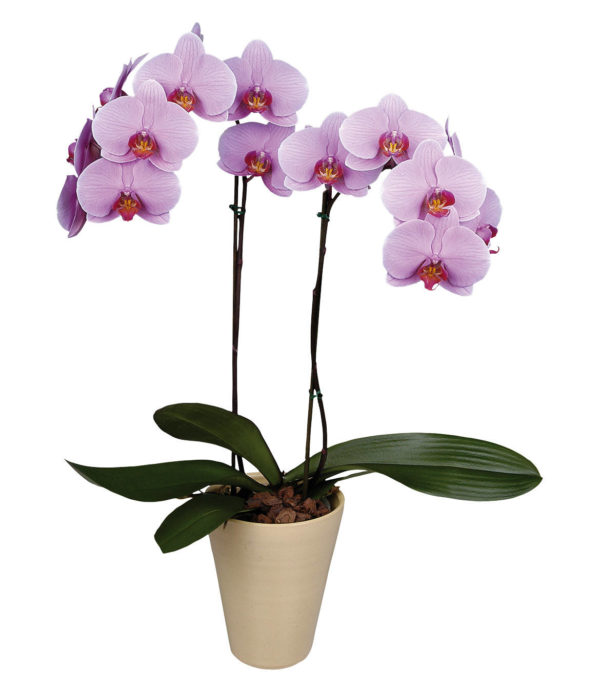 Комнатное растение Орхидеи Фаленопсис