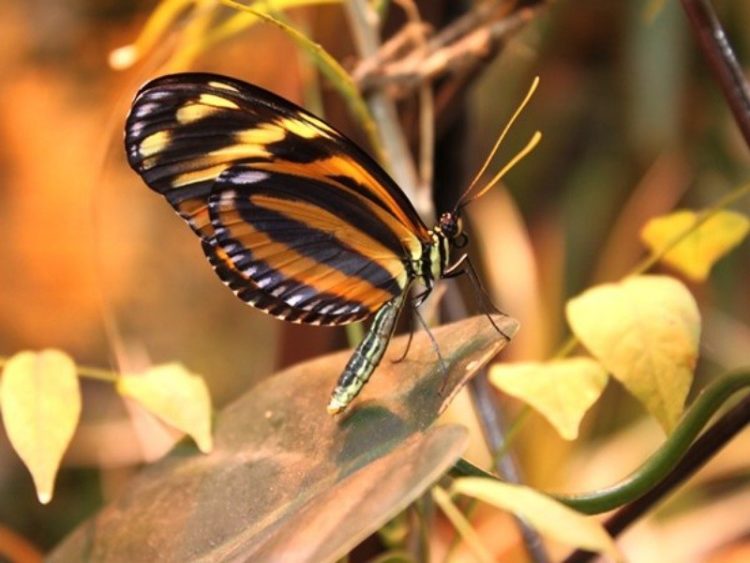 Сад тропических бабочек «Миндо» — отзывы