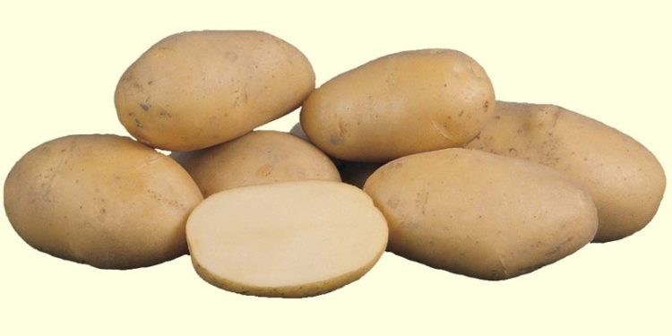 Сорт картофеля Импала